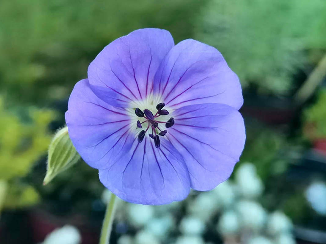 Geranium wallichianum 'Rozanne'